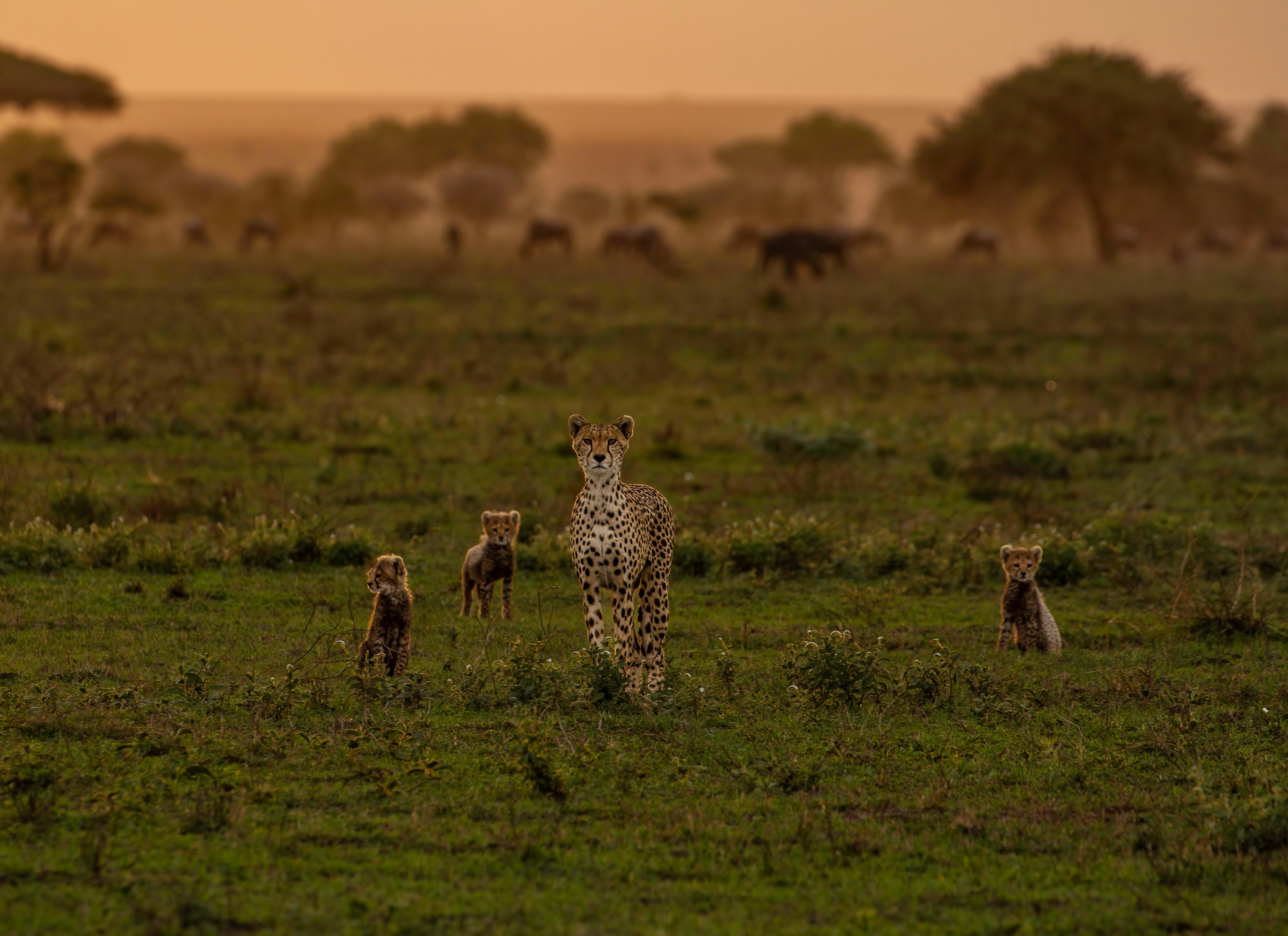 16-Day Northern and Southern Tanzania Major Parks Safari